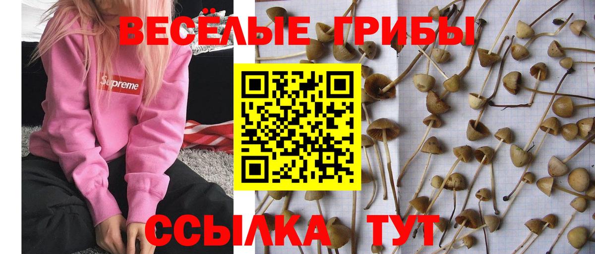 Псилоцибиновые грибы мухоморы  дарнет шоп  Вход с VPN  Железноводск  Псилоцибиновые грибы Psilocybine cubensis 